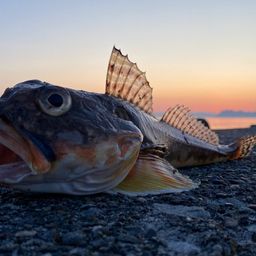 ツマグロカジカ