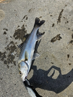 セイゴ（マルスズキ）の釣果
