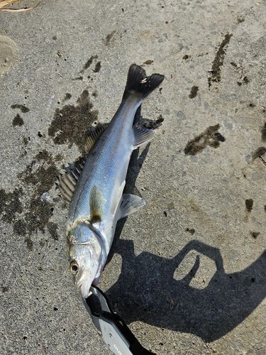 セイゴ（マルスズキ）の釣果