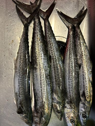 サワラの釣果