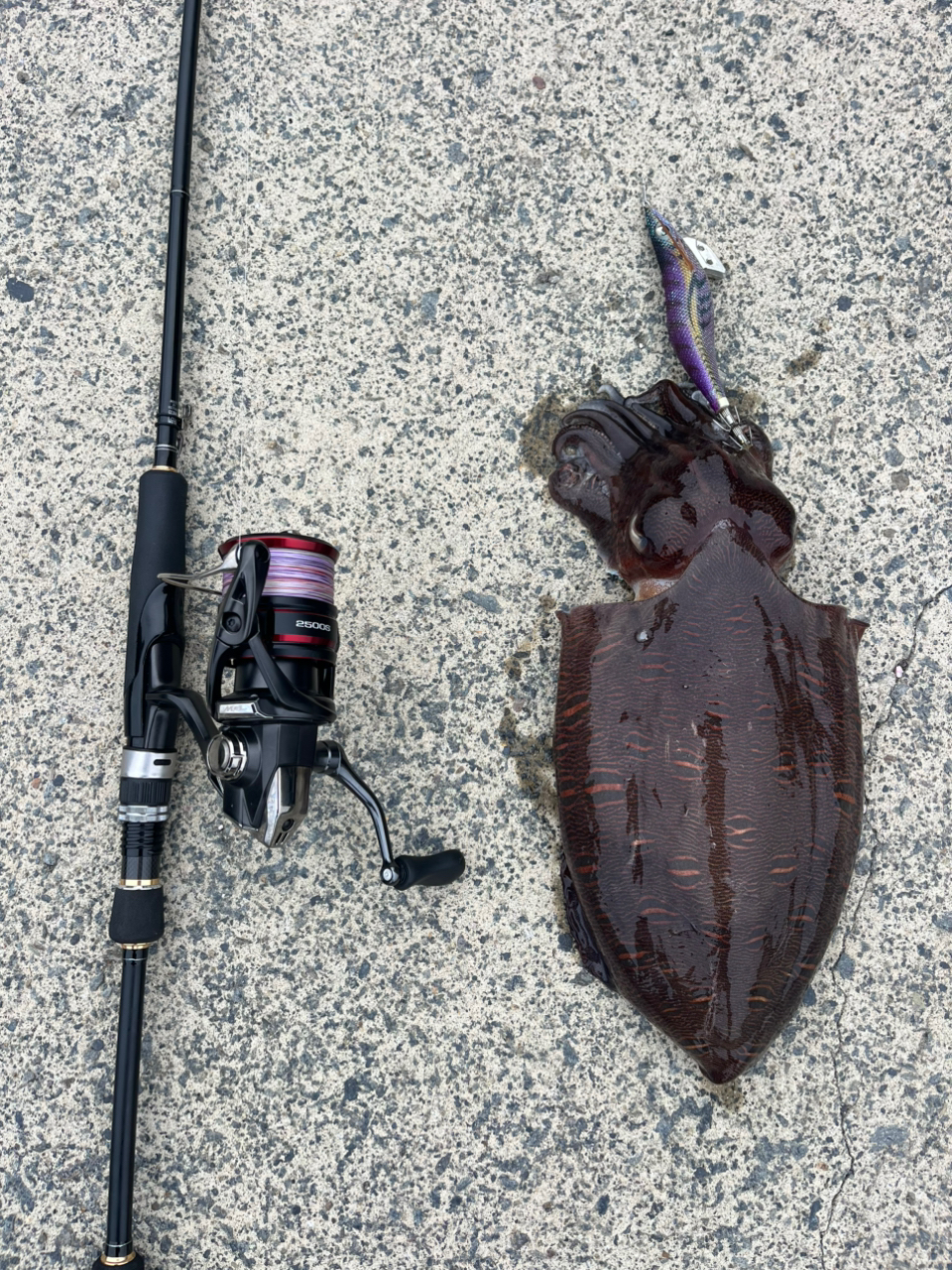 SHIMANO 20ヴァンフォード 2500Sの最安値・インプレ・釣果
