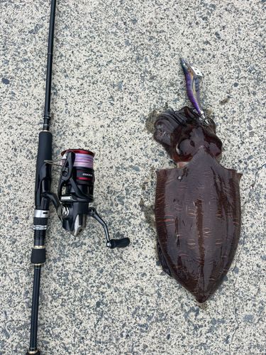 モンゴイカの釣果