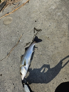 セイゴ（マルスズキ）の釣果