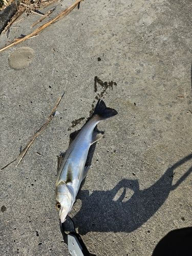 セイゴ（マルスズキ）の釣果