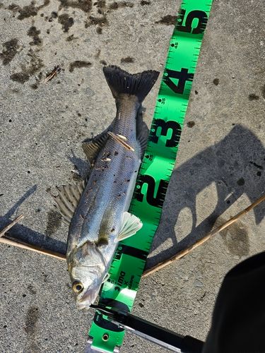 セイゴ（マルスズキ）の釣果