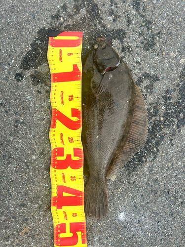 カレイの釣果