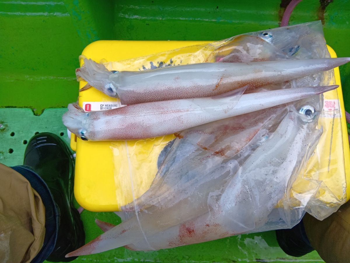 にゃんすけさんの釣果 1枚目の画像