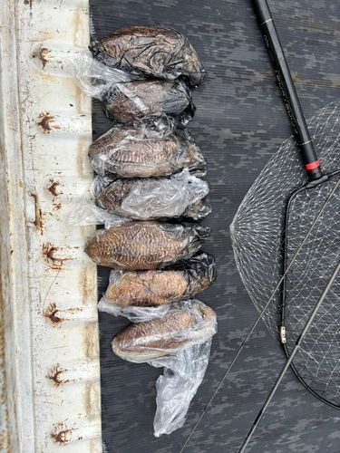 コウイカの釣果