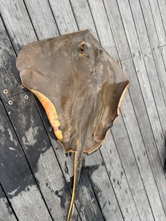釣果