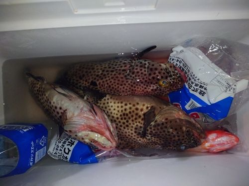 ヒトミハタの釣果