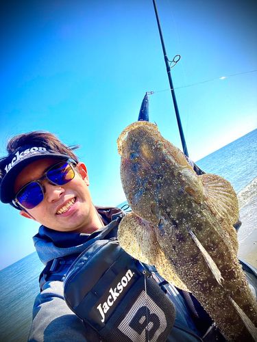 マゴチの釣果
