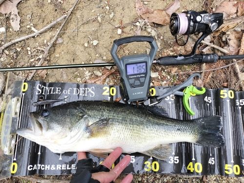 ブラックバスの釣果