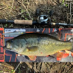 ラージマウスバス