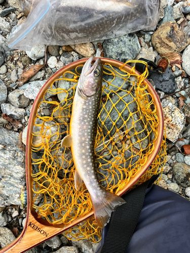 イワナの釣果