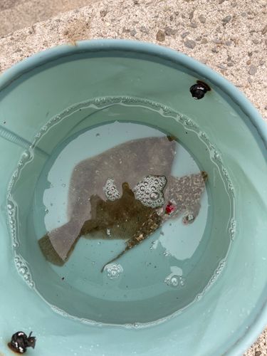 マコガレイの釣果