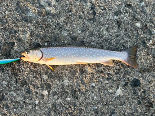 アメマスの釣果