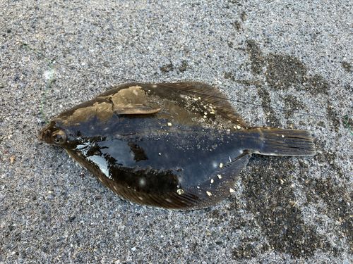 イシガレイの釣果