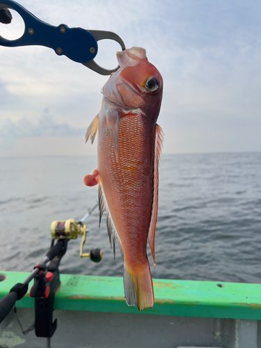 アカアマダイの釣果