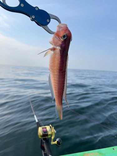 アカアマダイの釣果