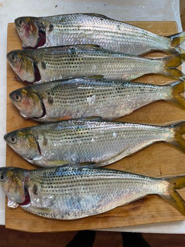 コノシロの釣果