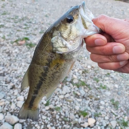 ラージマウスバス