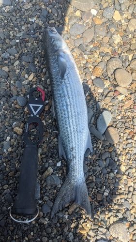 ボラの釣果