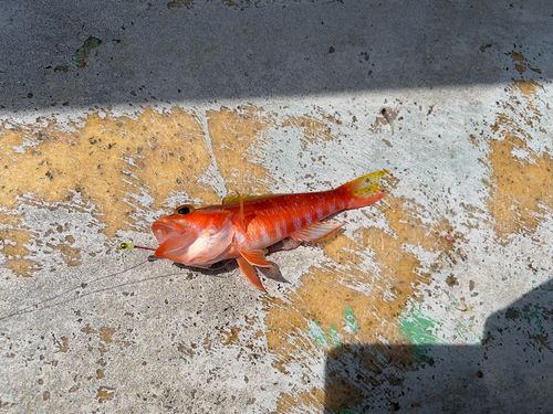 ヒメコダイの釣果