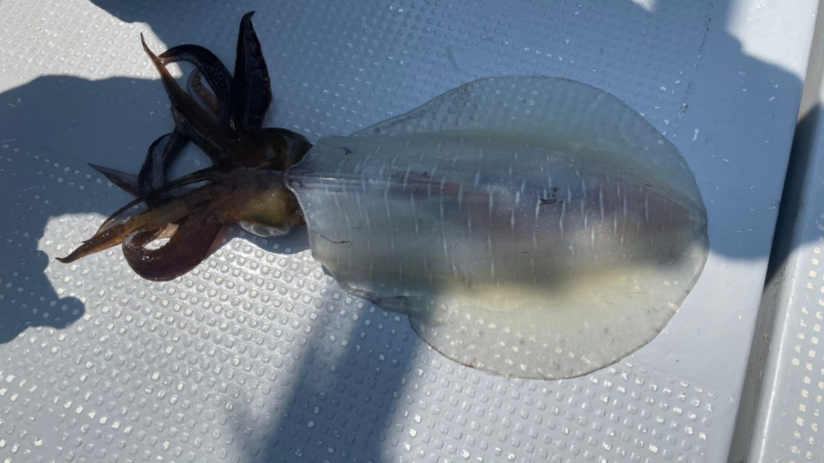 aragorunさんの釣果 2枚目の画像