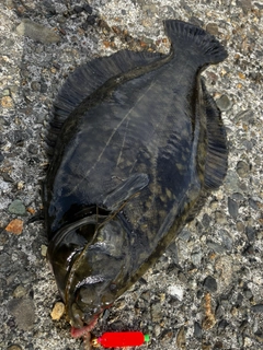 クロガシラガレイの釣果