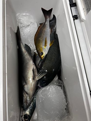 メジナの釣果