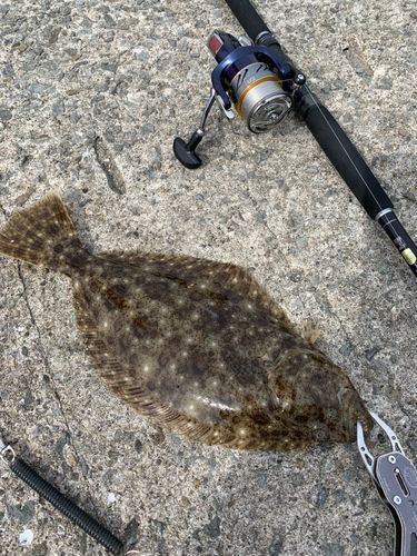 ヒラメの釣果