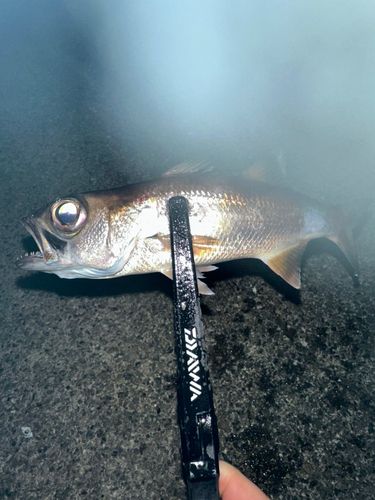 ムツの釣果