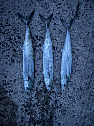 サゴシの釣果