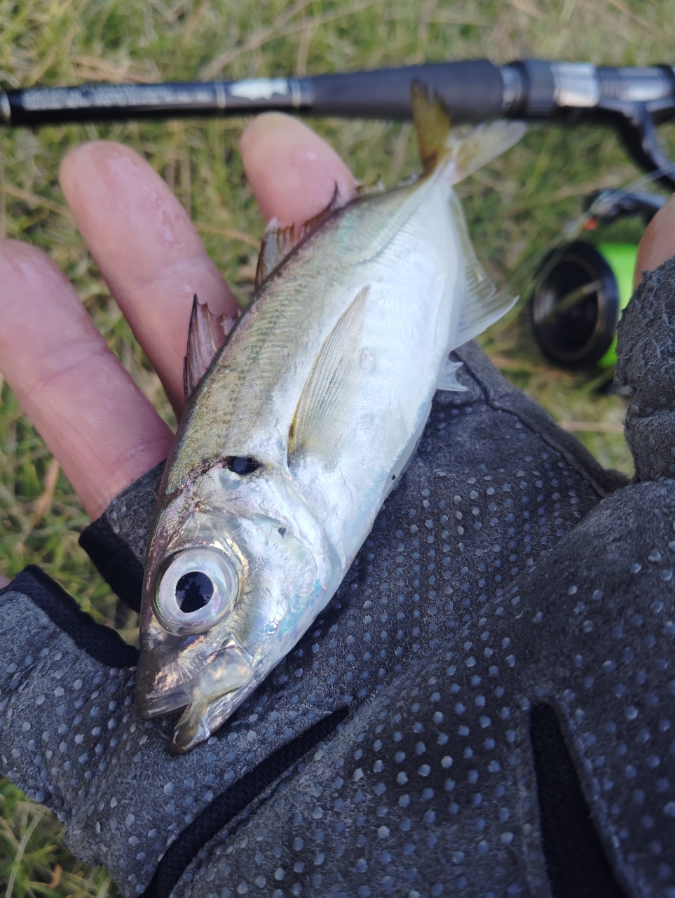 SHIMANO 19ヴァンキッシュ 3000MHGの最安値・インプレ・釣果