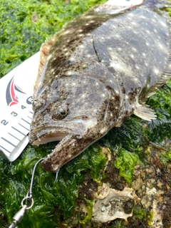 ヒラメの釣果