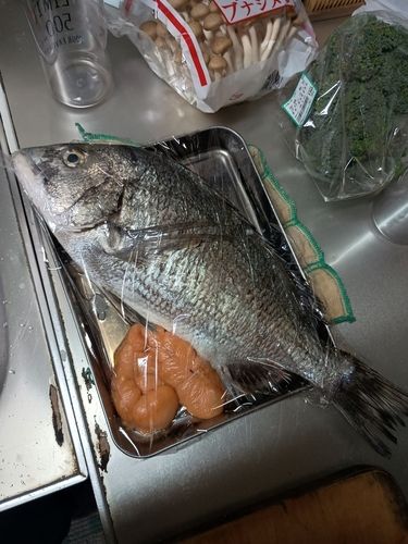 チヌの釣果