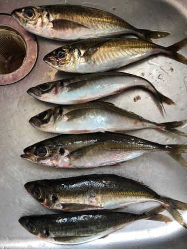 アジの釣果