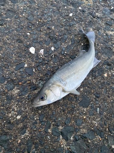 セイゴ（マルスズキ）の釣果