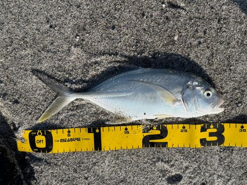 メッキの釣果