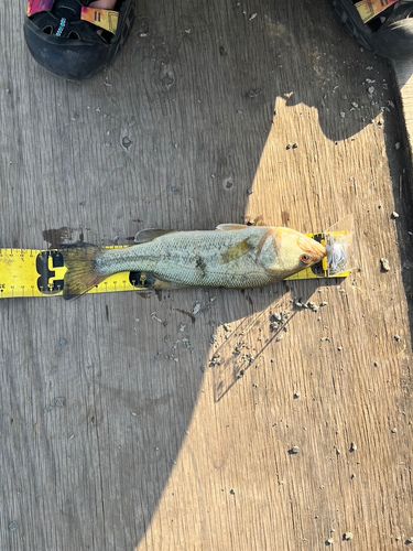 ラージマウスバスの釣果