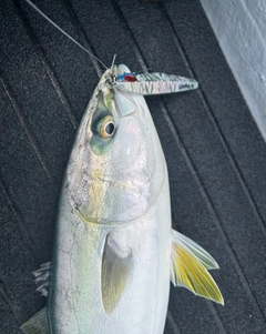 ヤズの釣果