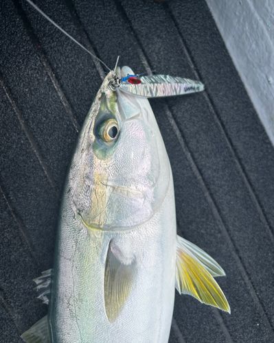ヤズの釣果