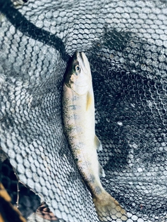 ヤマメの釣果
