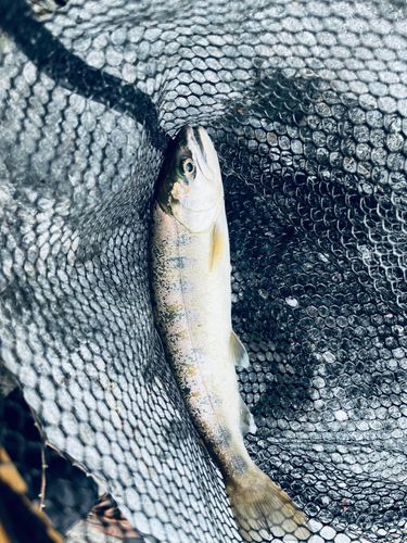 ヤマメの釣果
