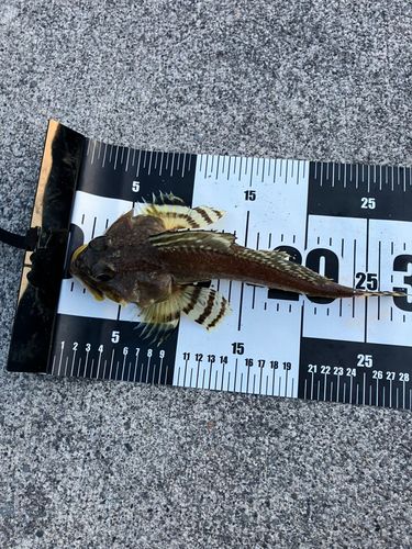 ツマグロカジカの釣果
