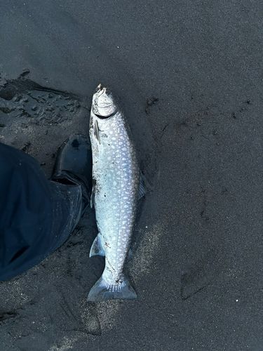 ウミアメ