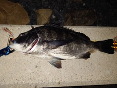 チヌの釣果