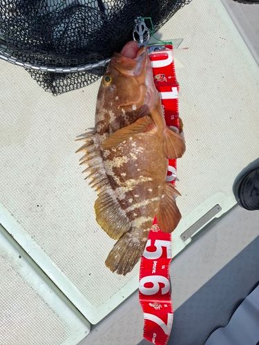 アコウの釣果