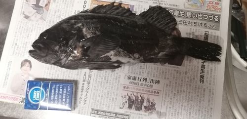 クロソイの釣果
