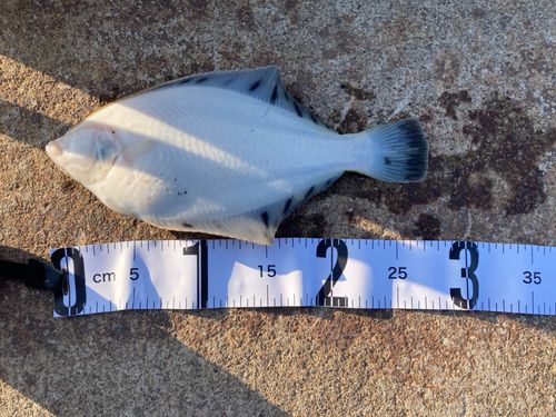 クロガシラガレイの釣果